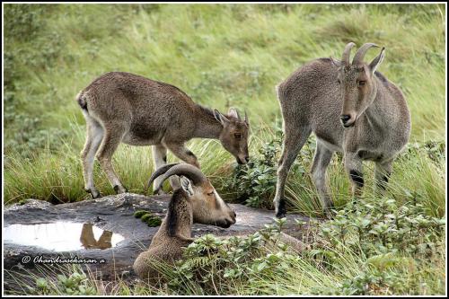 Eravikulam National Park